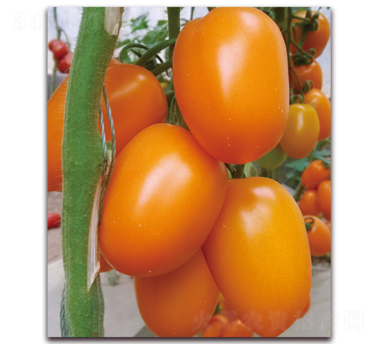 �����-���ѷN��-���f��