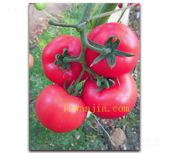 ��ϲ��̖-���ѷN��-���f��