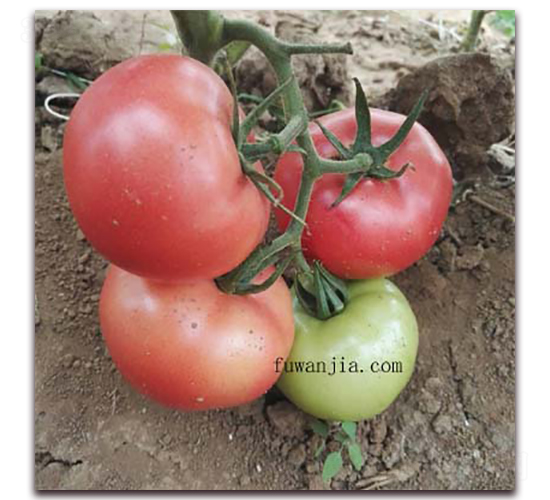 ��(y��u)��52-Ӳ�۷��ѷN��-���f(w��n)��