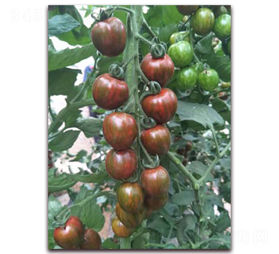 �k�����-���ѷN��-���f��