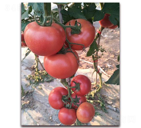 ��(y��u)��578-���ѷN��-���f��