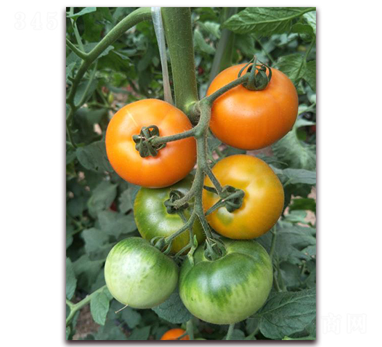 �����-���ѷN��-���f��