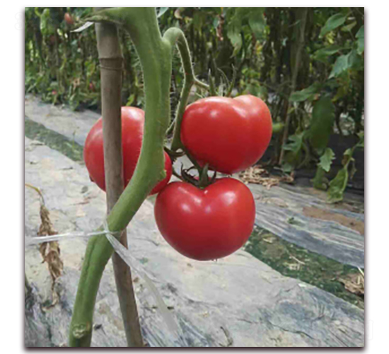 ��(y��u)��516-���ѷN��-���f��