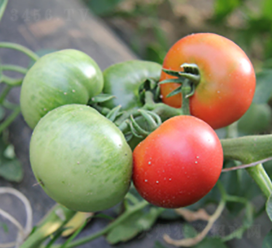 ����-���ѷN��-���f��