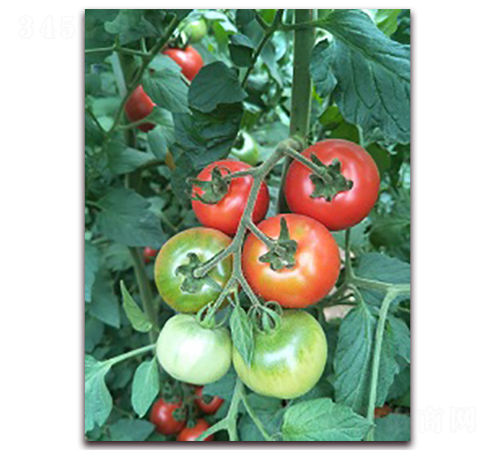 ��֮ζ6̖-���ѷN��-���f��