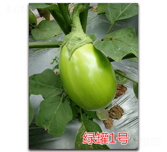 �G��һ̖-���ӷN��-�|�Z�r(n��ng)�I(y��)