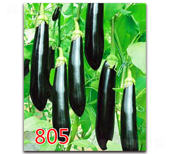 805-�G���L(zh��ng)�ѷN��-�|�Z�r(n��ng)�I(y��)