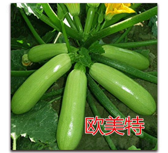 �W����-�����J�N��-�|�Z�r(n��ng)�I(y��)