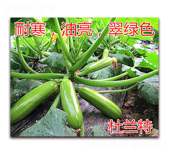 ���m��-�����J�N��-�|�Z�r(n��ng)�I(y��)