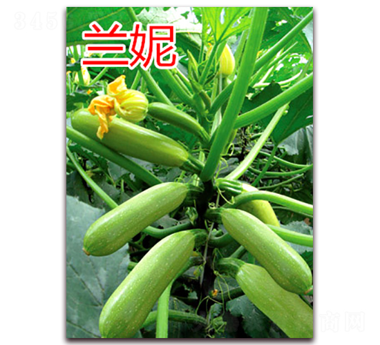 �m��-�����J�N��-�|�Z�r(n��ng)�I(y��)