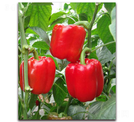 �t�����tɫ�𽷷N��-�|�Z�r(n��ng)�I(y��)