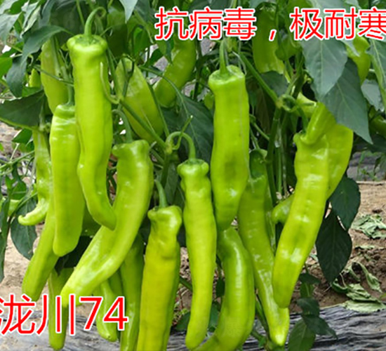 �{��74���O�ͺ���ǽ��N��-�|�Z�r(n��ng)�I(y��)