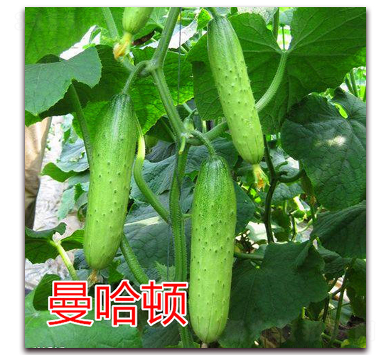 �����D-�S�ϷN��-�|�Z�r(n��ng)�I(y��)