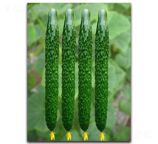 �s��-�S�ϷN��-�|�Z�r(n��ng)�I(y��)