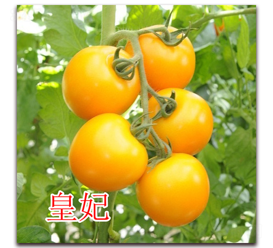 ����-���ҷ��ѷN��-�|�Z�r(n��ng)�I(y��)