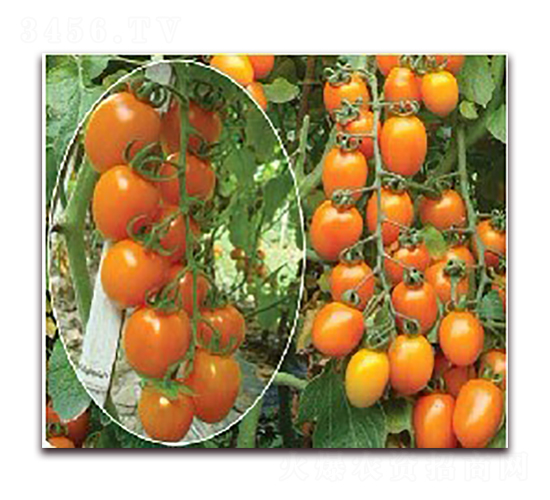 ����-���ҷ��ѷN��-�|�Z�r(n��ng)�I(y��)