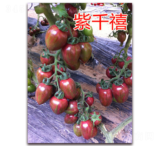 ��ǧ��-���ҷ��ѷN��-�|�Z�r(n��ng)�I(y��)