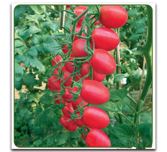 �ۼ���-���ҷ��ѷN��-�|�Z�r�I(y��)