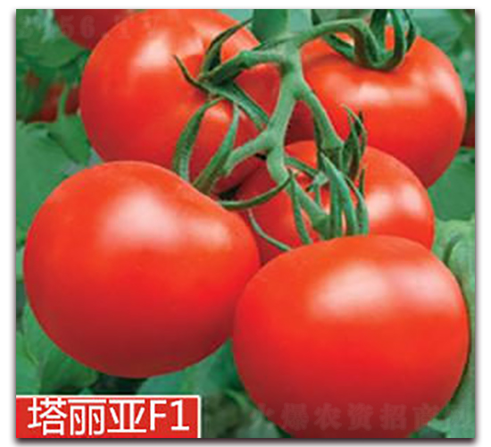 ������-�t�����ѷN��-�|�Z�r(n��ng)�I(y��)