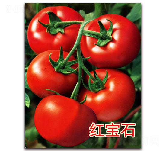 �t��ʯ-�t�����ѷN��-�|�Z�r(n��ng)�I(y��)