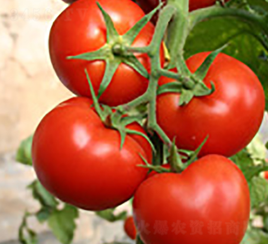 ���m��-�t�����ѷN��-�|�Z�r(n��ng)�I(y��)