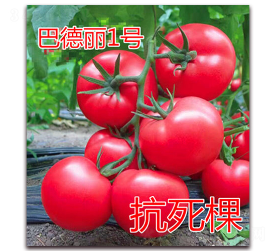 �͵���1̖(h��o)-�۹����ѷN��-�|�Z�r(n��ng)�I(y��)