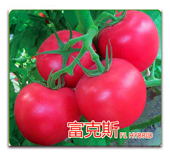 ����˹-�۹����ѷN��-�|�Z�r(n��ng)�I(y��)