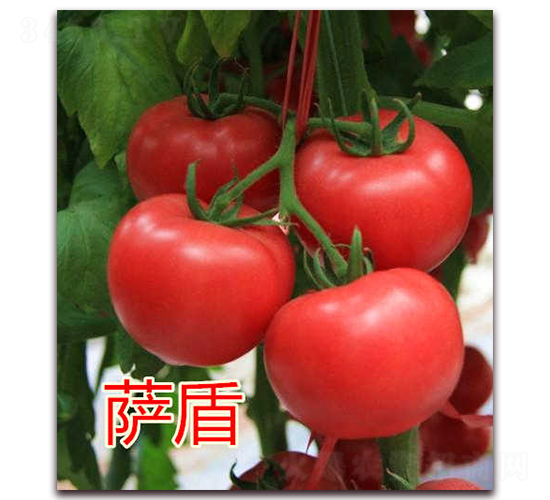 �_��-�۹����ѷN��-�|�Z�r(n��ng)�I(y��)