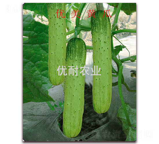 ��(y��u)���S��-�S�ϷN��-��(y��u)���r(n��ng)�I(y��)