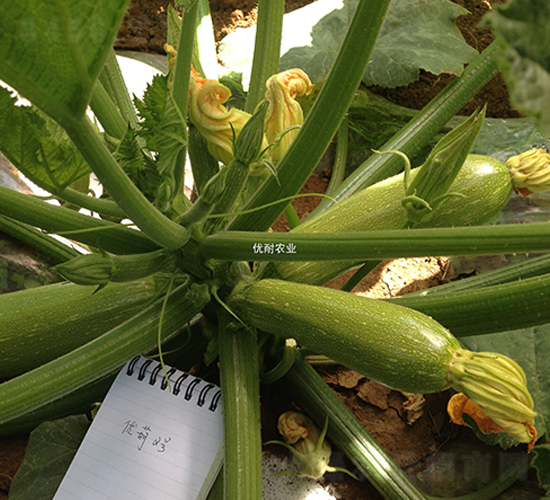 ��(y��u)����̖-�����J�N��-��(y��u)���r(n��ng)�I(y��)