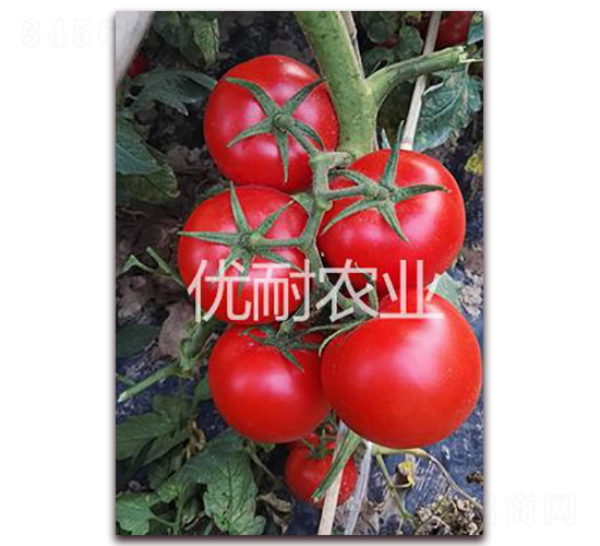 ��(y��u)�t1813-���ѷN��-��(y��u)���r(n��ng)�I(y��)