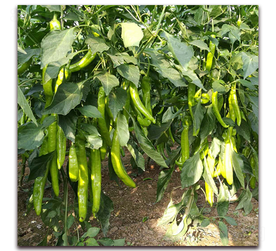 㑄�14-�����N��-� ��r(n��ng)�I(y��)