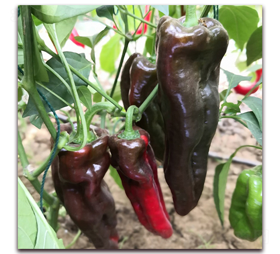 �ݽ��N��-� ��r(n��ng)�I(y��)