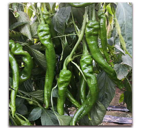 �]��3-�����N��-� ��r(n��ng)�I(y��)