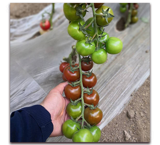 �ϴ�-���ѷN��-� ��r(n��ng)�I(y��)