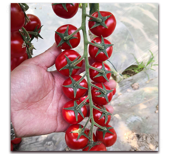 �t��-���ѷN��-� ��r(n��ng)�I(y��)