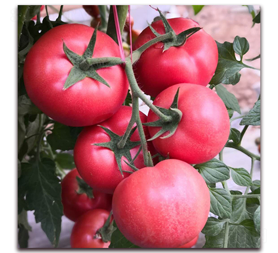 ��?t��ng)?835-���ѷN��-��?t��ng)��r(n��ng)�I(y��)