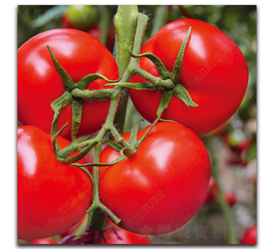 � ��t3-���ѷN��-� ��r(n��ng)�I(y��)