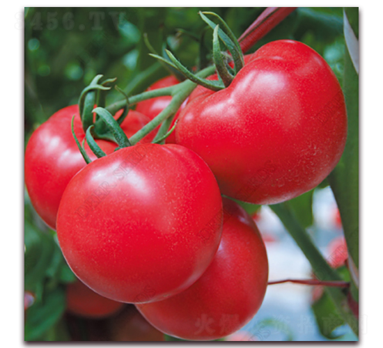 ���_(d��)��-���ѷN��-� ��r(n��ng)�I(y��)