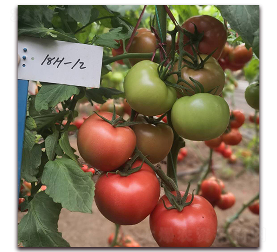 � �1812-���ѷN��-� ��r(n��ng)�I(y��)