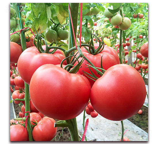 ��?t��ng)?-���ѷN��-��?t��ng)��r(n��ng)�I(y��)