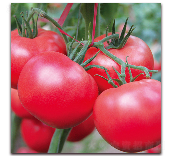 ��ؐ��-���ѷN��-� ��r(n��ng)�I(y��)