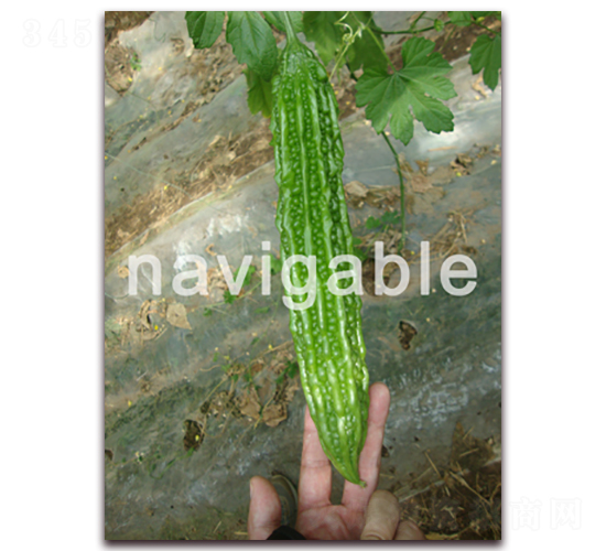 B703-��ϷN��-����