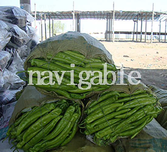 ������(l��i)-�⽷�N��-����