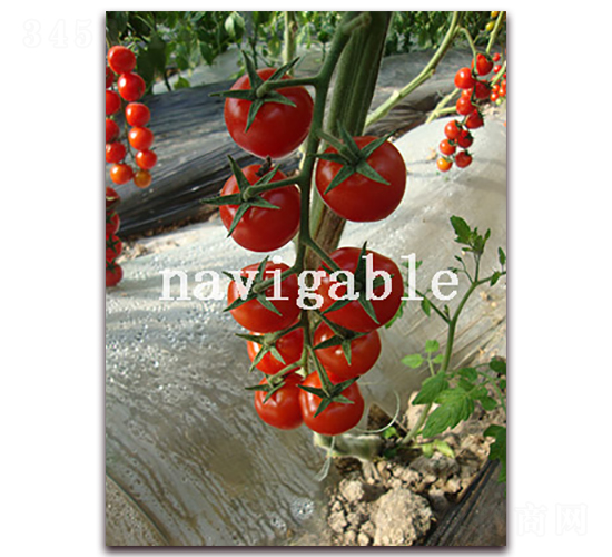 �tؐ��-���ҷ��ѷ��ѷN��-����