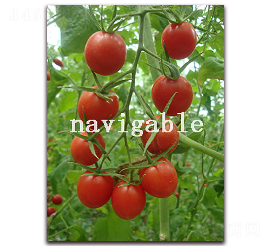 ��ؐ��-���ҷ��ѷ��ѷN��-����