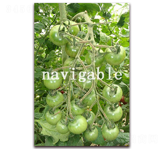 �Gؐ��-���ҷ��ѷ��ѷN��-����