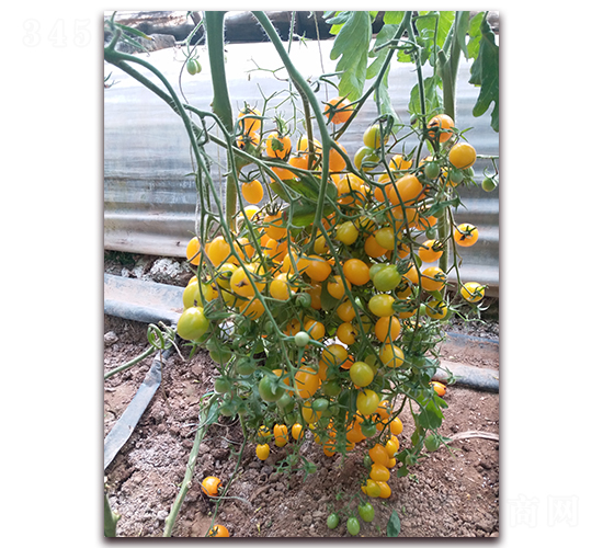 Y07-��TY���ҷ��ѷN��-����