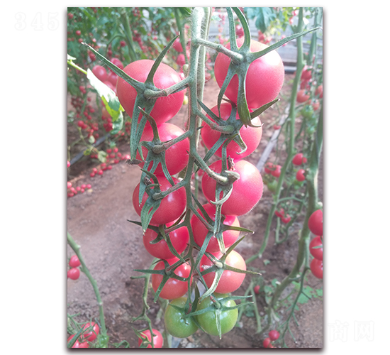 Y04-��TY���ҷ��ѷN��-����