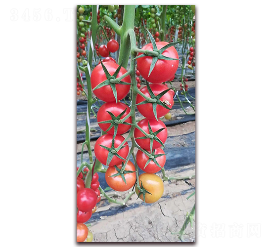 Y01-��TY���ҷ��ѷN��-����